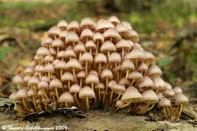 Mycena inclinata