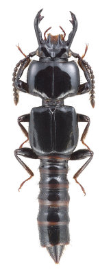 Borolinus dietmarleutzi (Fam. Staphylinidae), China