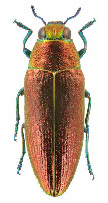 Philocteanus plutus (Fam. Buprestidae); Myanmar