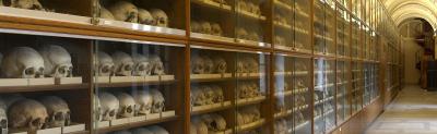 skull collection