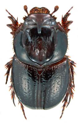 Orphnus (Fam. Scarabaeidae), Myanmar