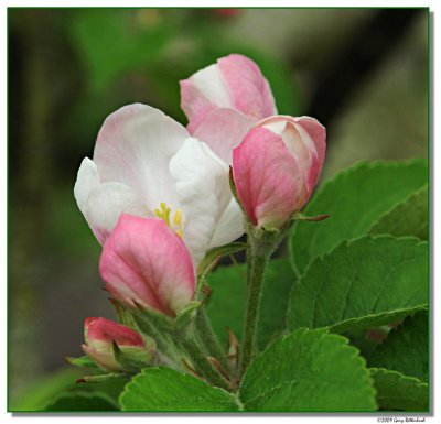 apple-blossom-5817-sm.JPG