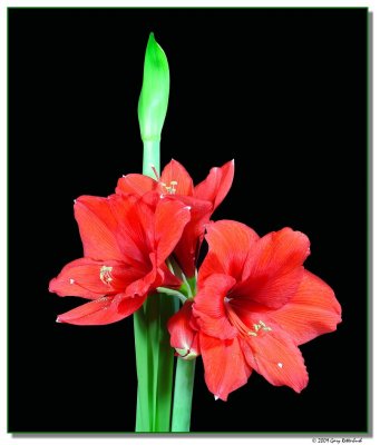 amaryllis-6214-sm.JPG