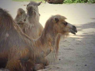 camel1340.JPG