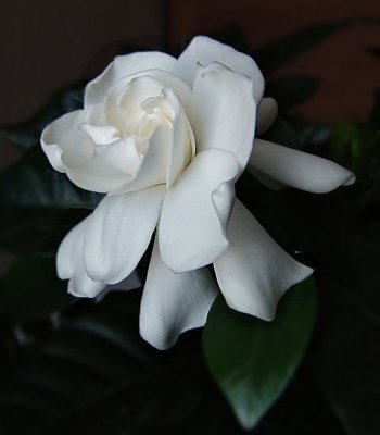 gardenia0019-2.jpg