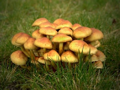 mushroom0630-sm.JPG