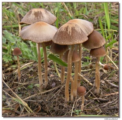 mushrooms-0753-sm.jpg