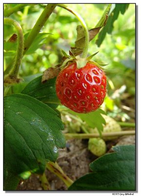 strawberry-0079-sm.JPG