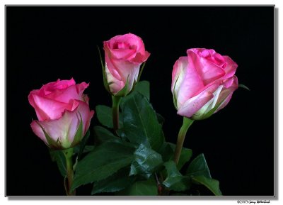 rose-1635-sm.jpg