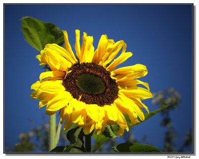 sunflower-4706-sm.JPG