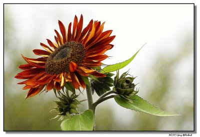 sunflower-5041-sm.JPG