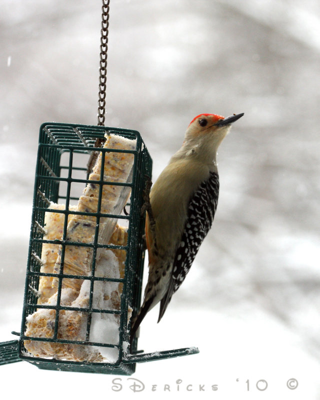 IMG_2361wb.jpg