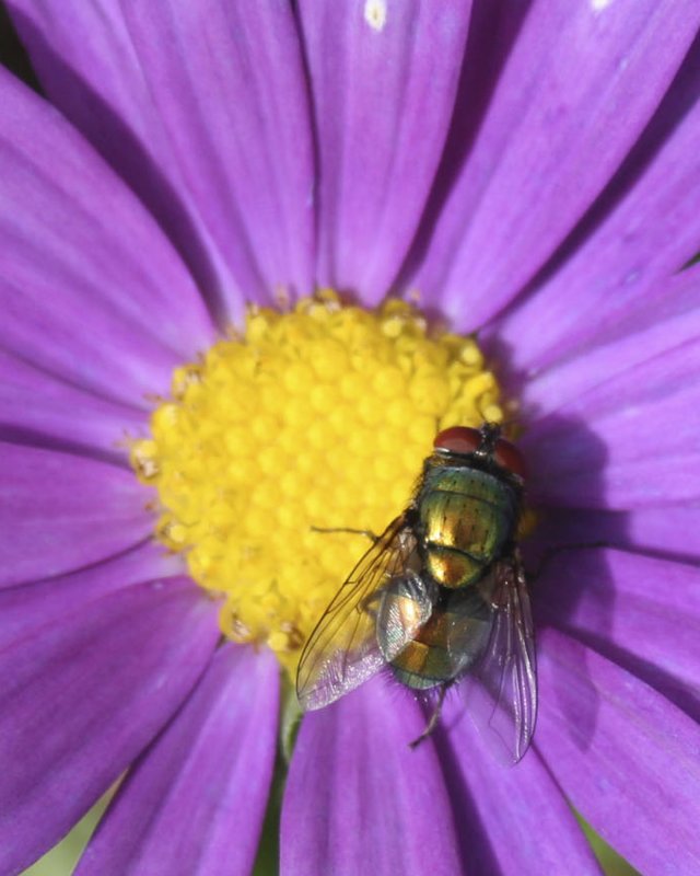 IMG_7956b.jpg