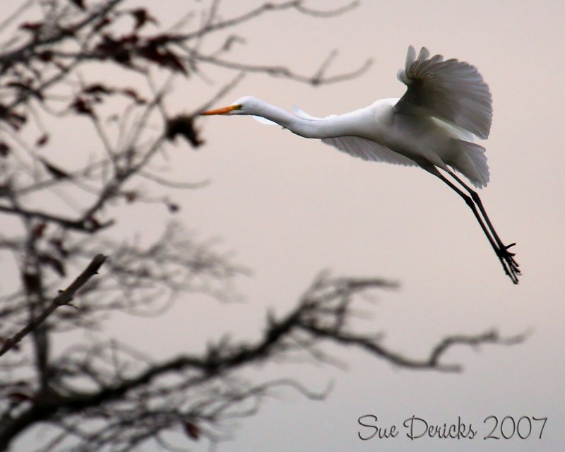 IMG_4662b.jpg