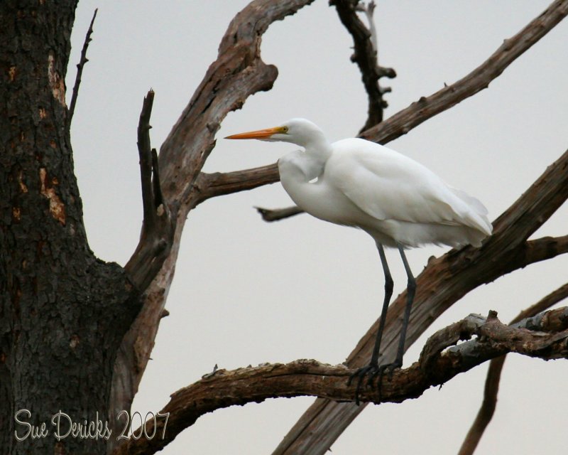 IMG_4671.jpg