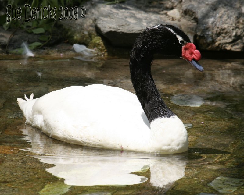 IMG_6245bc.jpg