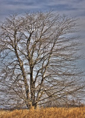 IMG_3004_5_6.jpg