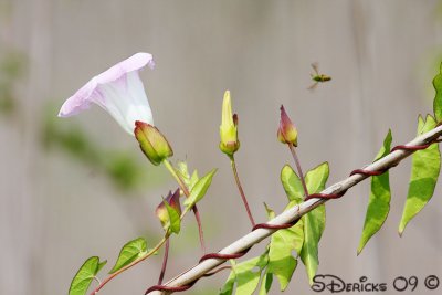 IMG_5151w.jpg
