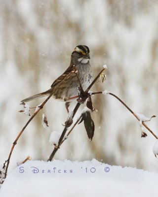 IMG_2683w2.jpg