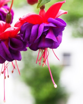 IMG_4679w.jpg