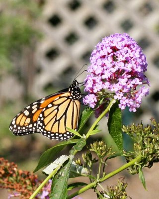 IMG_8996b.jpg
