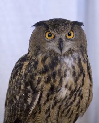 owl.jpg