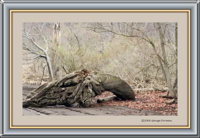 driftwood.jpg