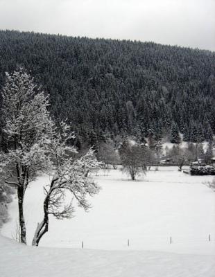 Snow covered Black Forest