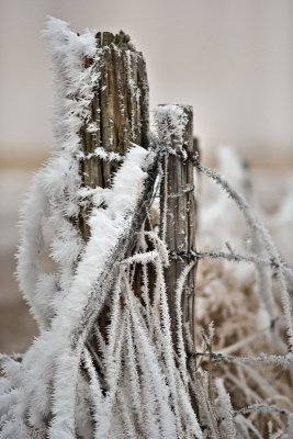 'Winter Wonderland'