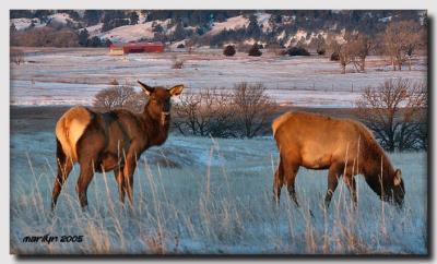 'Snow ,  ice ... and an elk or two'