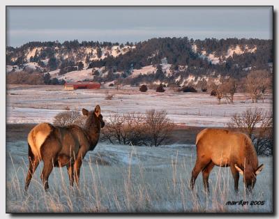 'Snow ,  ice ... and an elk or two'