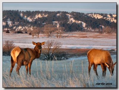 'Snow ,  ice ... and an elk or two'