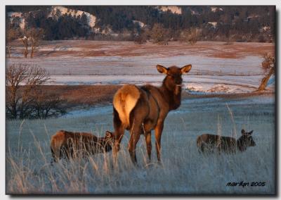 'Snow ,  ice ... and an elk or two'