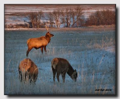 'Snow ,  ice ... and an elk or two'