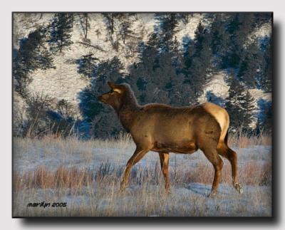 'Snow ,  ice ... and an elk or two'