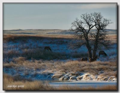 'Snow ,  ice ... and an elk or two'