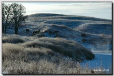 'Snow ,  ice ... and an elk or two'