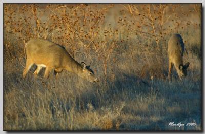 'A morning with the animals ... '