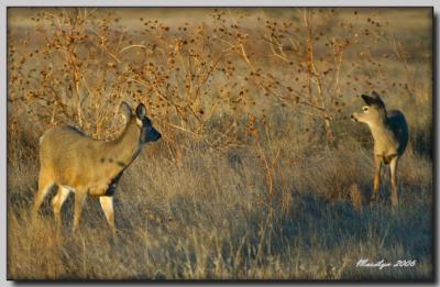 'A morning with the animals ... '