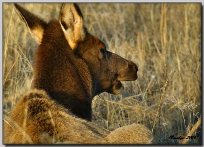 'A morning with the animals ... '