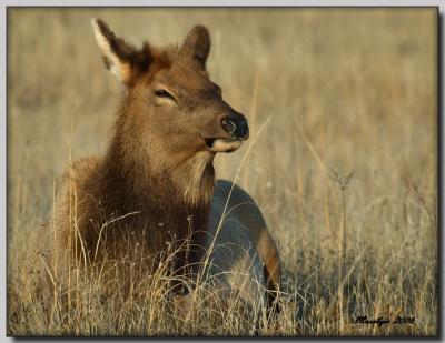 'A morning with the animals ... '