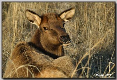 'A morning with the animals ... '