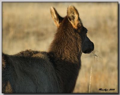 'A morning with the animals ... '