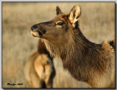 'A morning with the animals ... '