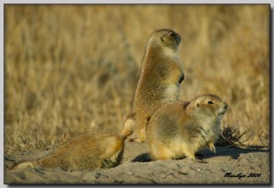 'A morning with the animals ... '