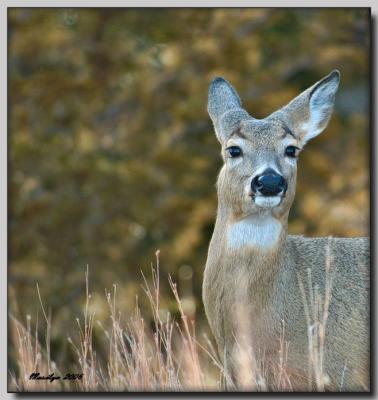 'A morning with the animals ... '