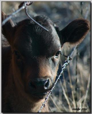 'A Little Bit Country ... '