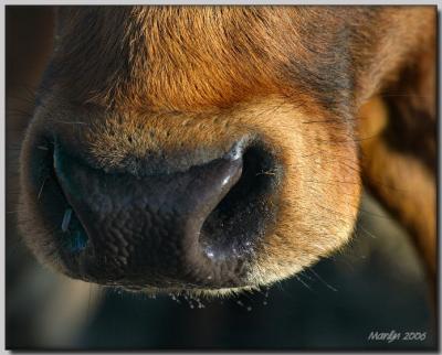 'A Little Bit Country ... '
