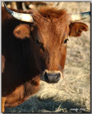 'A Little Bit Country ... '