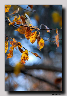 'The Gift of Color'